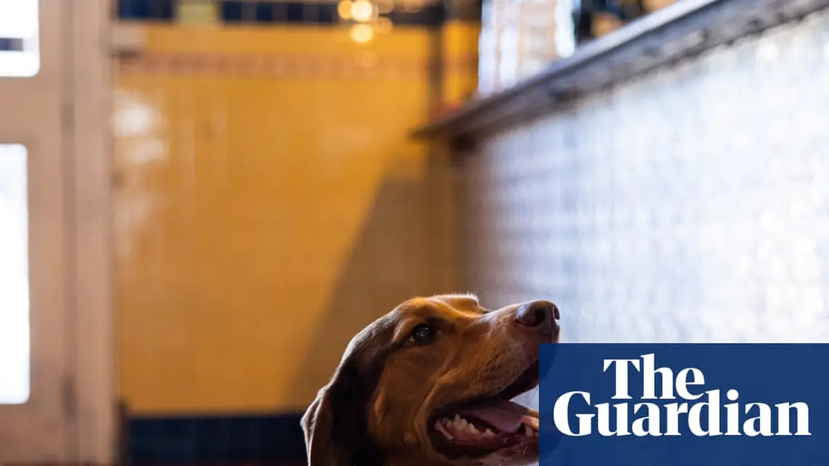 Are pubs and pups a good mix? Dog owners delight as Victoria looks to follow Europe’s lead