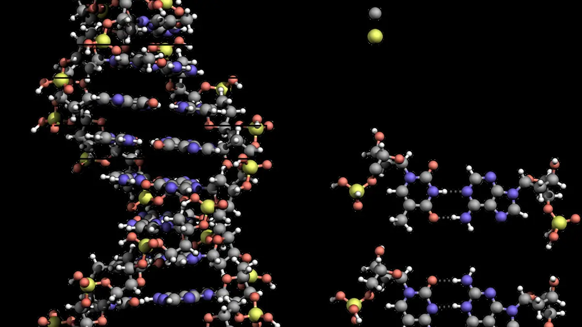 Bananas that don’t go brown to hit supermarkets thanks to DNA editing