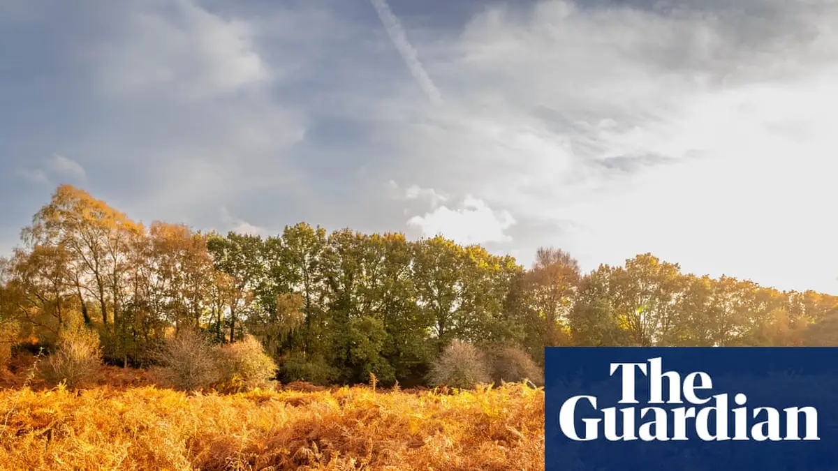 Could you be an ‘autumn spotter’? Public asked to track changing colours of trees in England