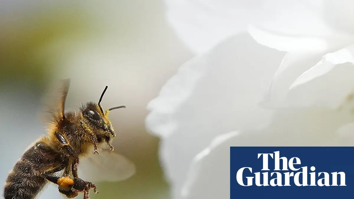 ‘Crucial opportunity to act’ as study finds most of Europe’s wild bee species in decline