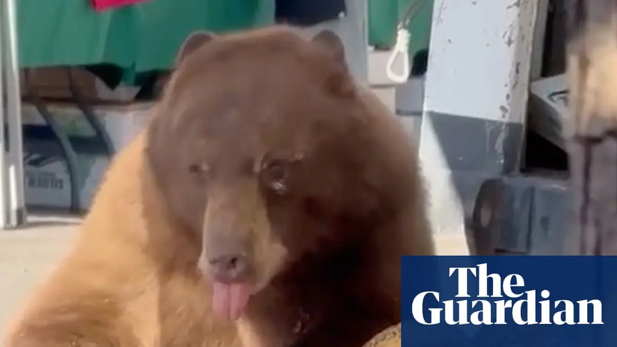 Hitting the sweet spot: bear treats itself to baked goods at Colorado farmers’ market