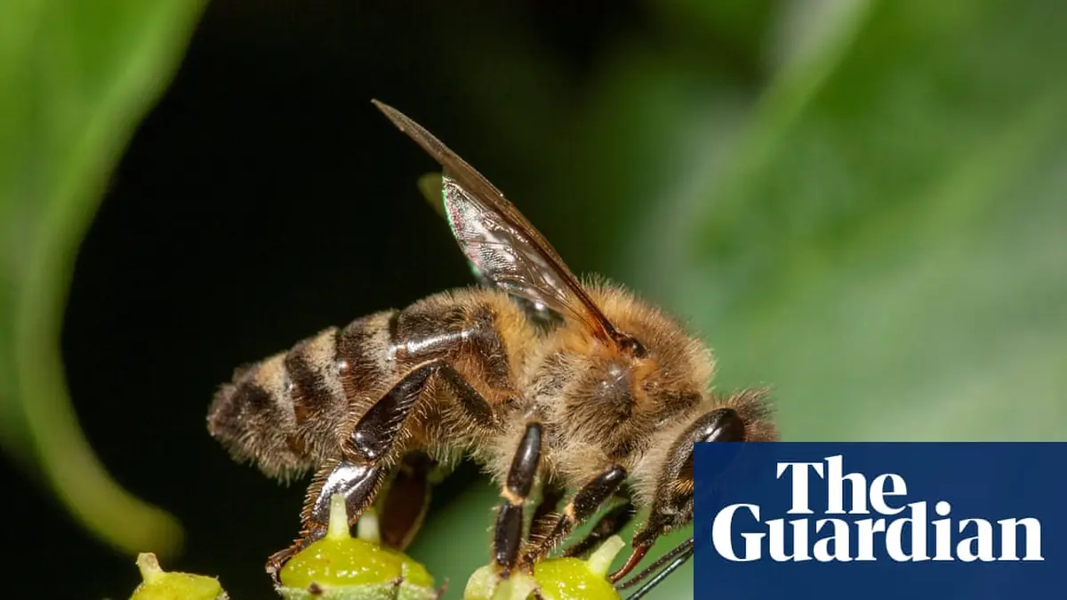 Honeybees are barging aside wild pollinators in hunt for pollen and nectar, study finds
