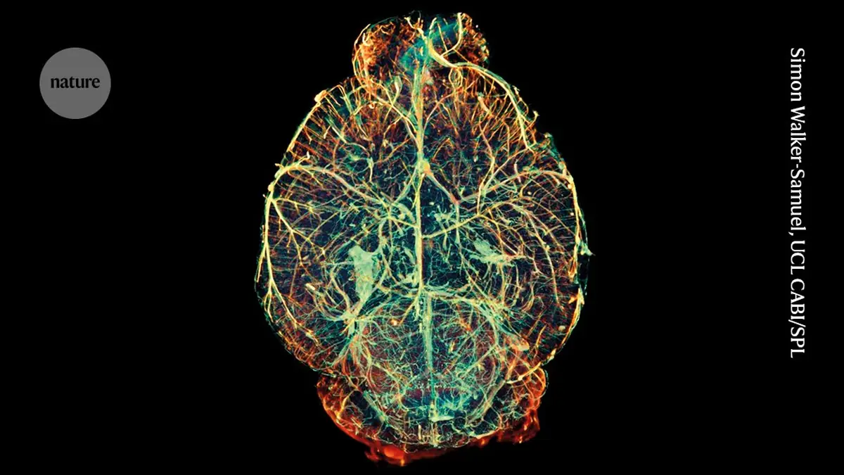 How to make a brain: new experiments challenge existing picture