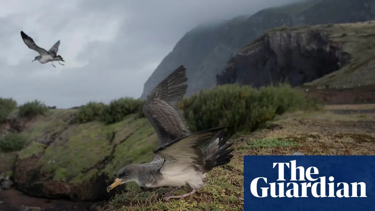 Lights out: the island that goes dark to save young seabirds – in pictures