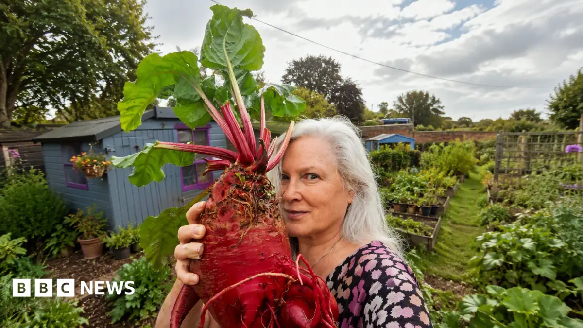 Meet the mangelwurzel: The forgotten root vegetable making a comeback