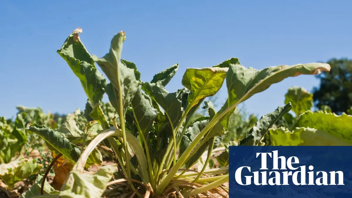 Most of UK’s essential food supply grown in drought-risk areas, report warns