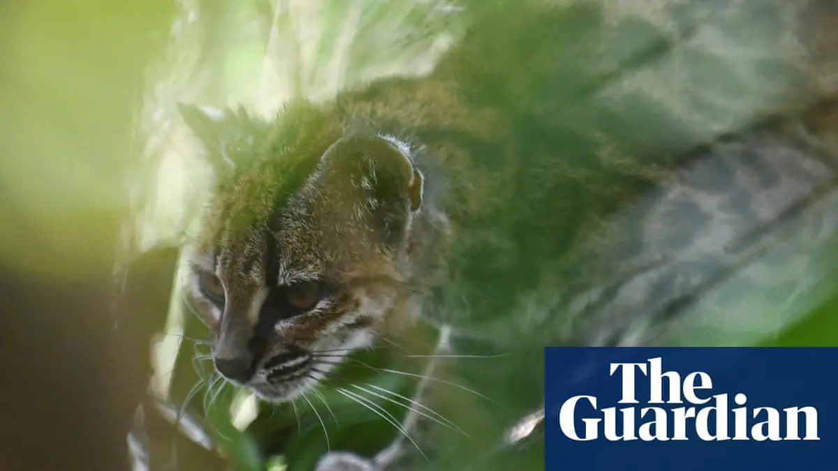 Newly identified Bolivian wildcat ‘Tigrino’ plays in his enclosure – video