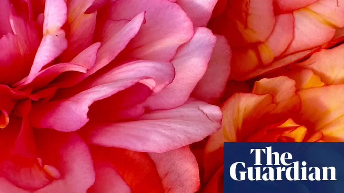 Perfect peonies and a striking ship – readers’ best photographs