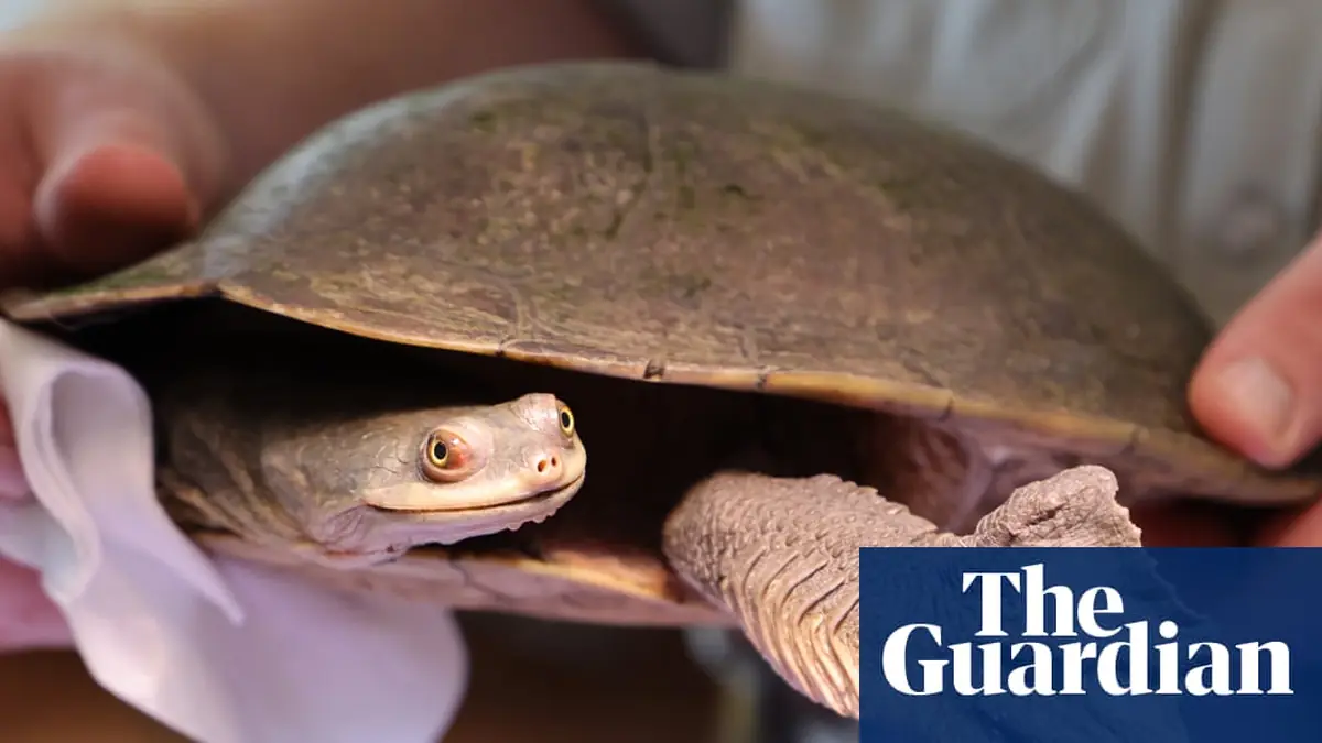 Rescued turtles return home after NSW government cut flows to wetland