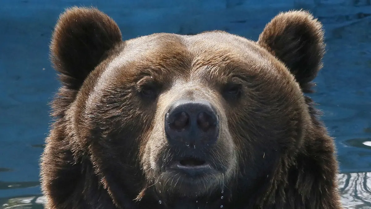 Russia moves to control bear population after 22 people killed