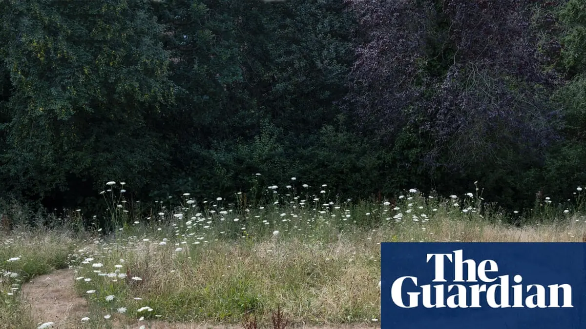 Sod’s law: what can two turf swaps 40 years apart tell us about Britain’s biodiversity crisis?