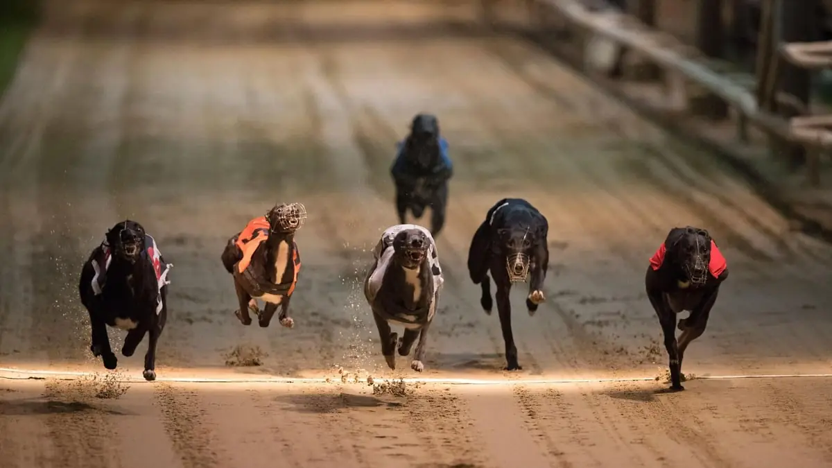 The best greyhound betting sites for 2026