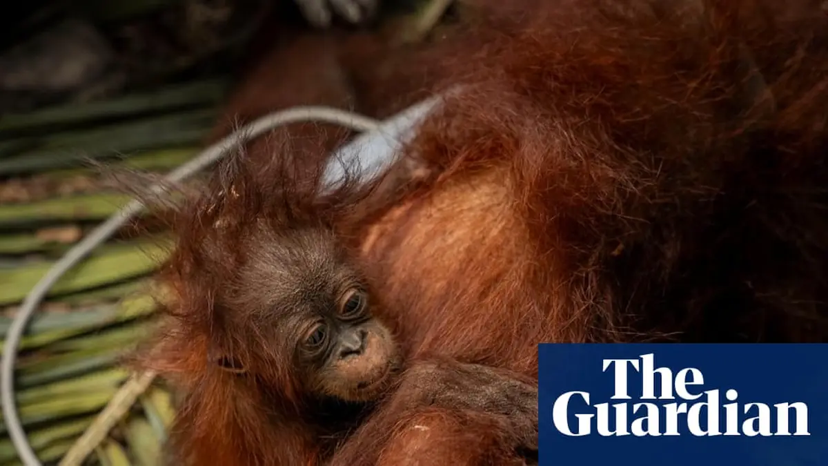 ‘The toll is huge’: El Niño-driven wildfires overwhelm Indonesia’s orangutan population
