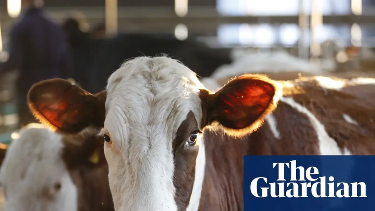 Worst ever outbreak of bluetongue hits British farms